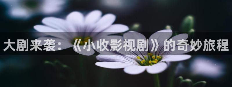 大剧来袭：《小收影视剧》的奇妙旅程